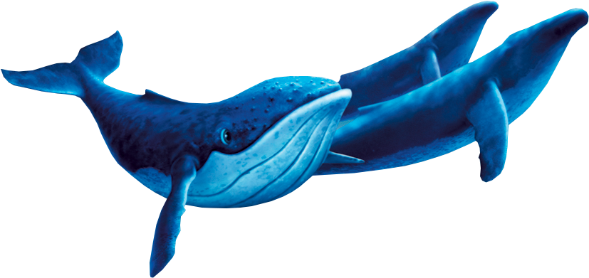 Humpback Whales - Humpback Whale Fantasia 2000 (878x487), Png Download