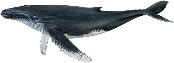 Humpback Whale - Whale Scientific Illustration (640x427), Png Download