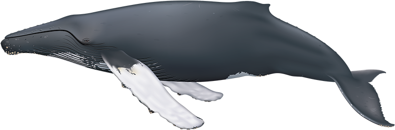 Humpback Whale - Humpback Whale Side View (800x346), Png Download