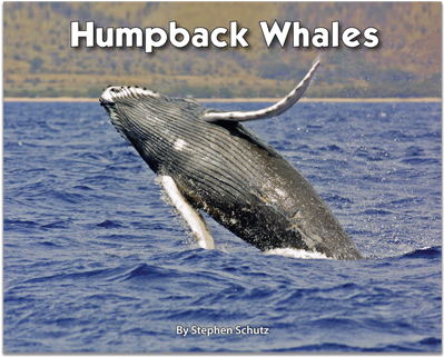 Do Humpback Whales Protect Other Animals (400x400), Png Download
