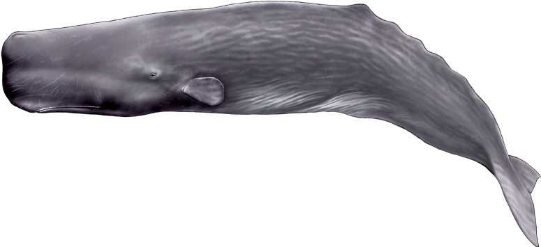 Sperm Whale Color And Shape - Sperm Whale Shape (800x400), Png Download