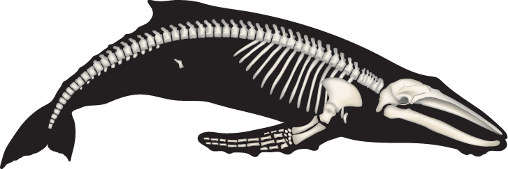 Cetacean Adaptations - Whales Skeleton (727x243), Png Download