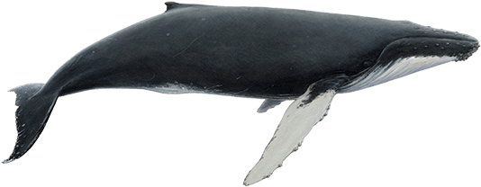 Humpback Whale (555x234), Png Download