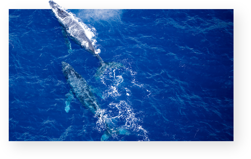 Maui Snorkel And Whale Watching Tours - Maui (804x508), Png Download