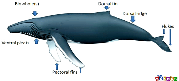 Humpback Whale Fins Achize Whale Blog - Humpback Whale Fins (599x309), Png Download