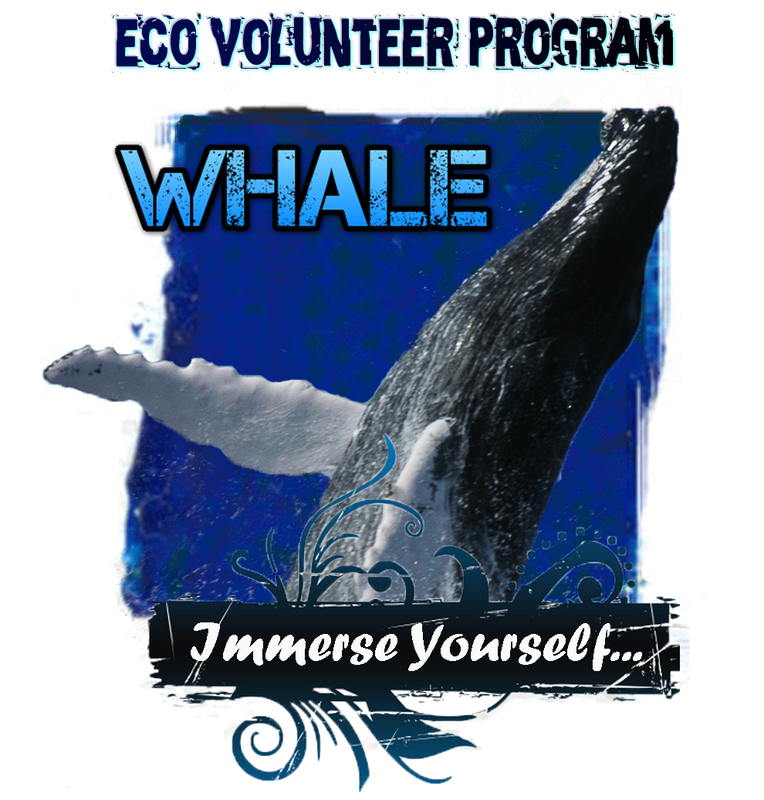The Humpback Whale Volunteer Research Assistant Program - Volunteering (764x800), Png Download