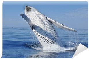 Croisiere Aml (400x400), Png Download