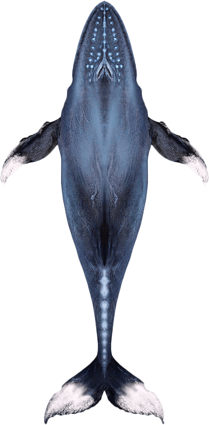 Activities - Humpback Whale (731x1485), Png Download