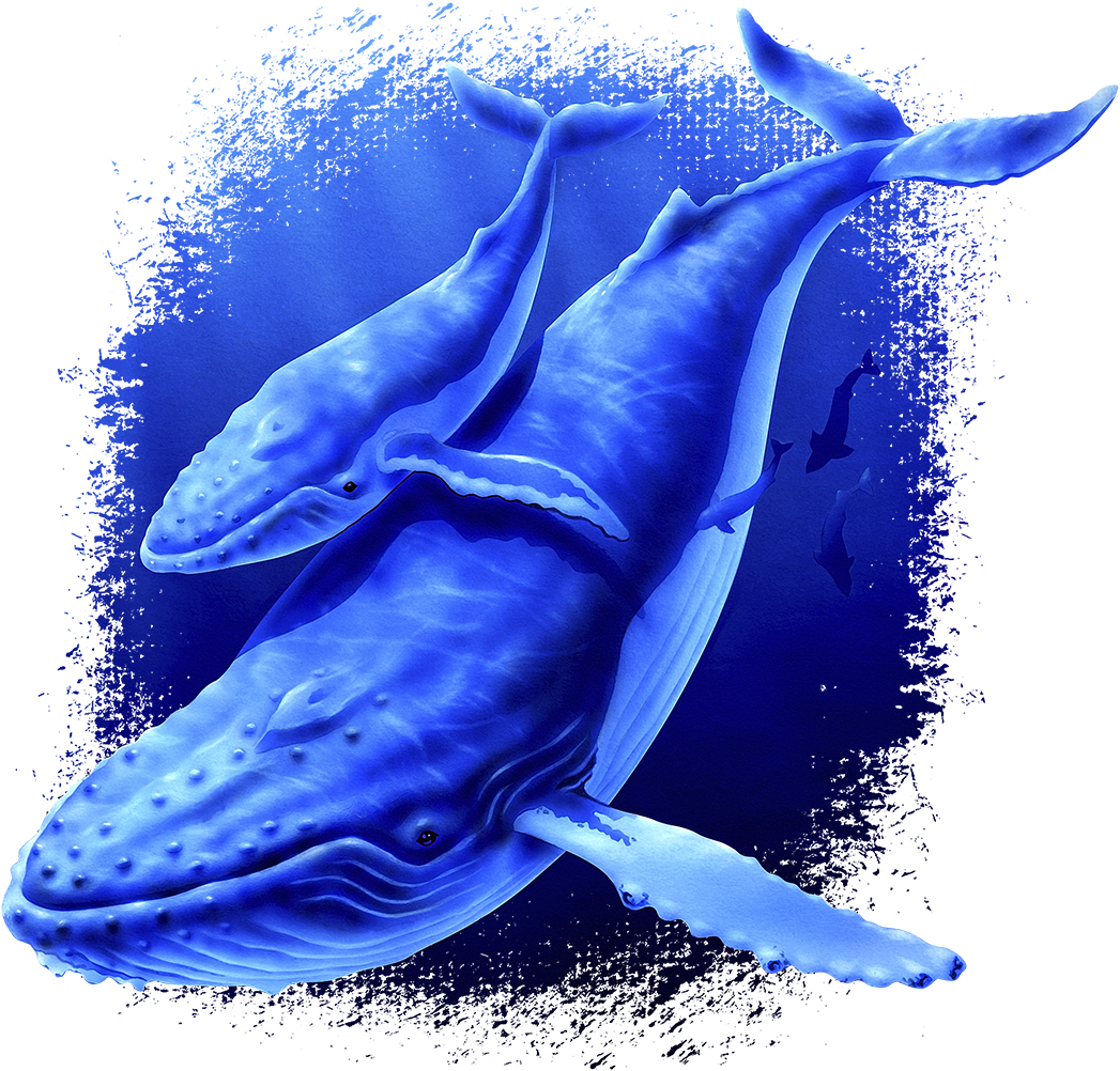 Whale Fabric, Humpback Whale And Baby Fabric Panel1125 - Whales (600x600), Png Download