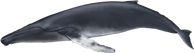 Humpback Whale - Baleia De Bossa (800x400), Png Download
