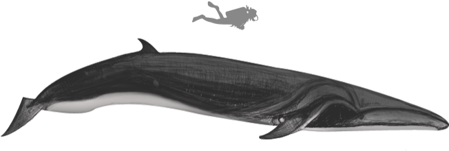 Sei Whale - Blue Whale (672x249), Png Download