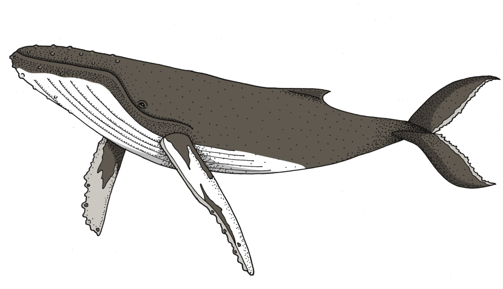 Humpback Whale (1000x571), Png Download