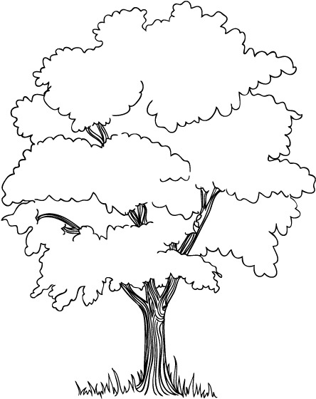 The Trees In Jungle Coloring Pages Embroidery Stuff - Jungle Tree Drawing Easy (464x671), Png Download