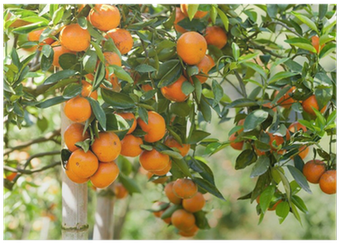 Citrus × Sinensis (400x400), Png Download