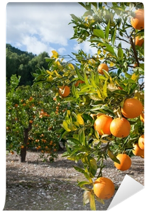 Citrus × Sinensis (400x400), Png Download