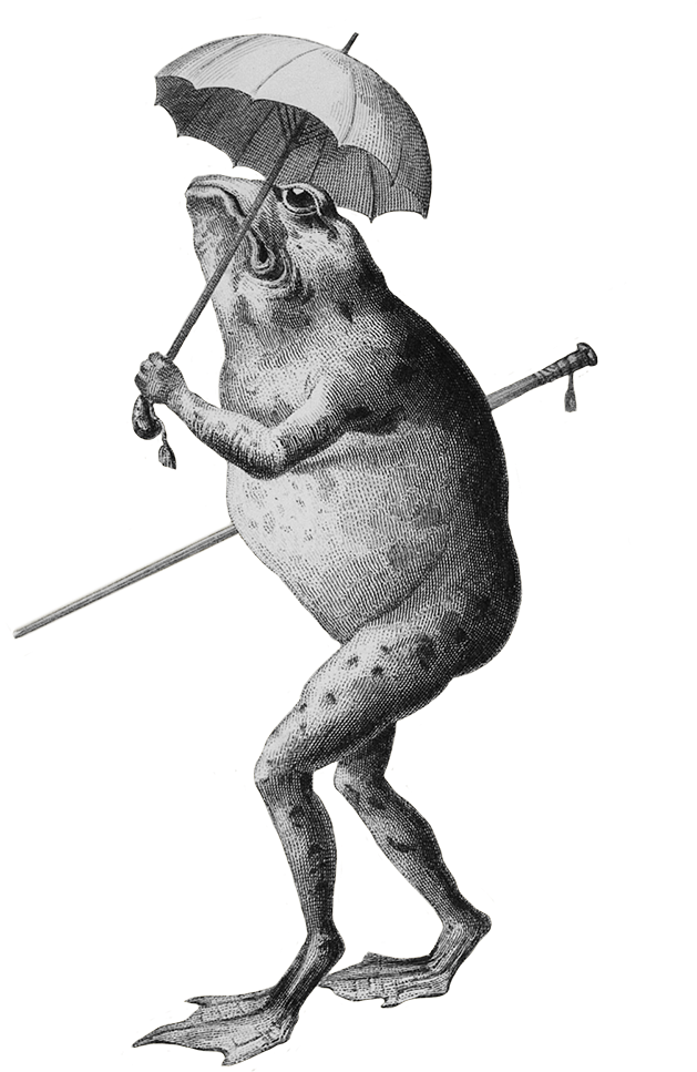 Frog Clip Art Cartoon - Clip Art (810x1011), Png Download