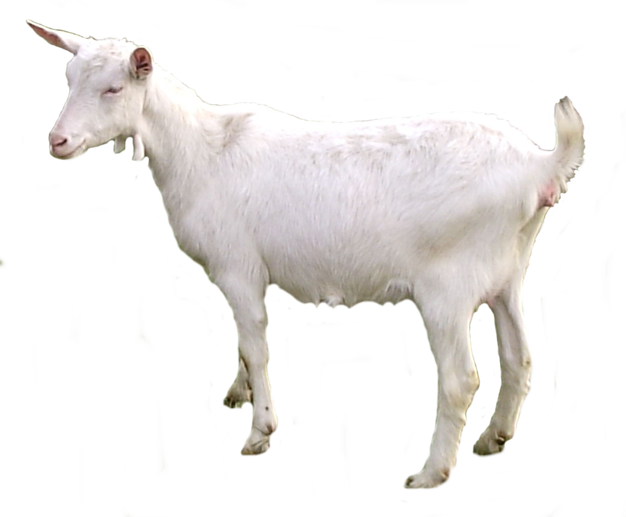 Goat Png Transparent - Cabra Png (1238x1022), Png Download
