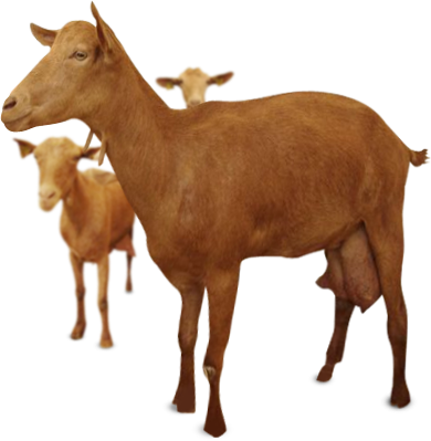 Goat Clip Chivo - Cabra Lechera Png (390x399), Png Download