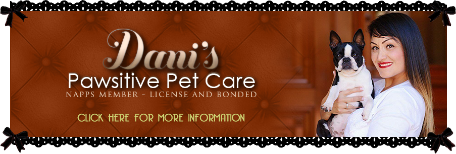 Boston Terrier Breeder In Northern California - California (903x306), Png Download