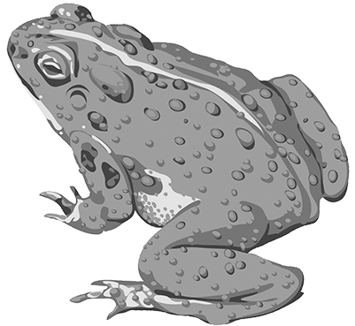Toadskip Banner - Toad Vector (552x381), Png Download
