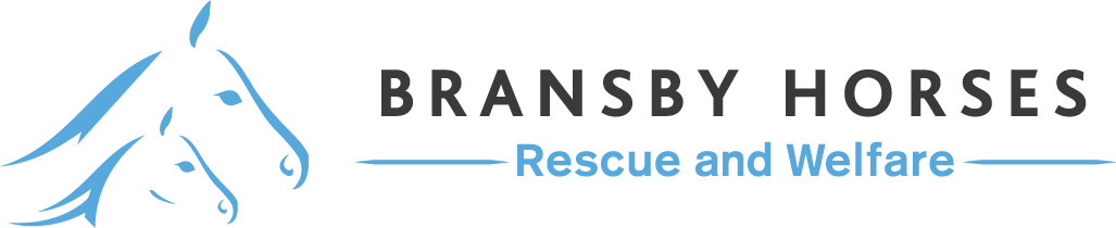 Meet Evelina And Yogi Bear - Bransby Horses Rescue And Welfare (1027x210), Png Download