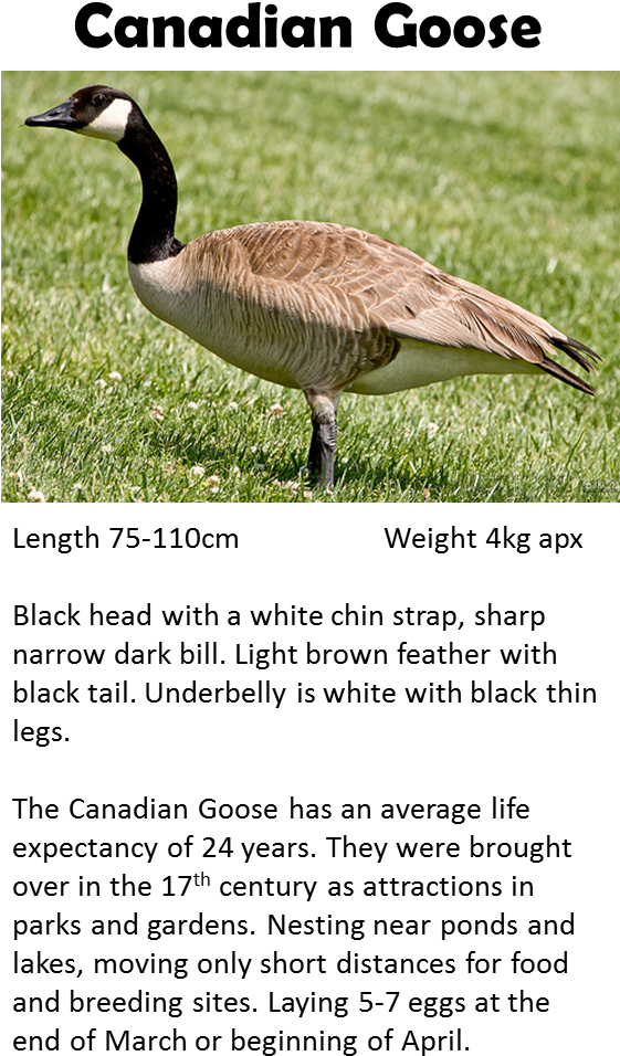 Goose - Goose Georgia Animals (573x1008), Png Download