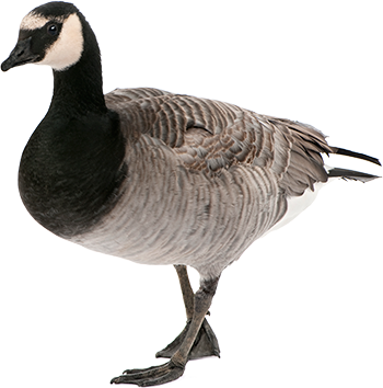 Goose Png (350x354), Png Download