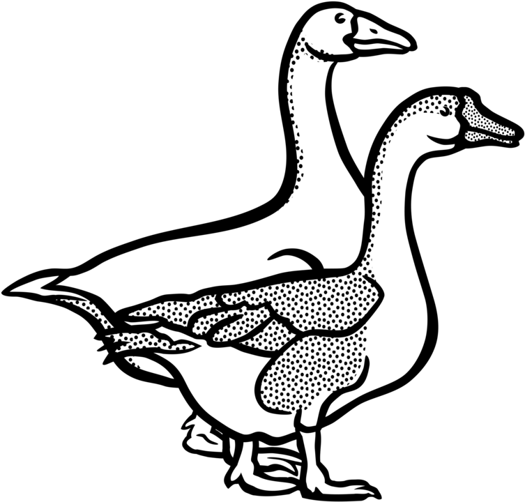 Banner Freeuse Download Canada Line Art Duck Free Commercial - Clipart Black And White Geese (774x750), Png Download