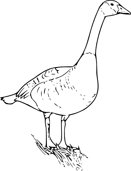 Free Vector Canada Goose Clip Art - Canada Goose Line Art (456x594), Png Download