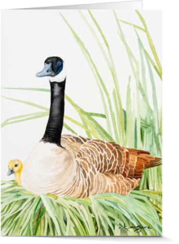 Artist Cards - Canada Goose (367x500), Png Download