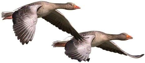 Wild Goose, Goose, Wild, Geese, Bird - Goose (566x340), Png Download