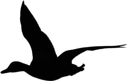 Flying Duck Silhouette By Wuestenbrand - Flying Duck Silhouette (500x350), Png Download
