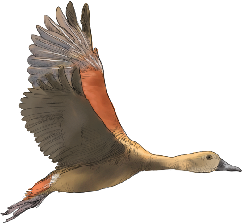 Lesser Whistling Duck - Kranji Marshes (1062x826), Png Download