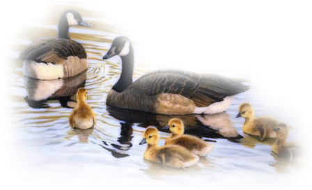 Bd-45 - Bangladesh (473x279), Png Download