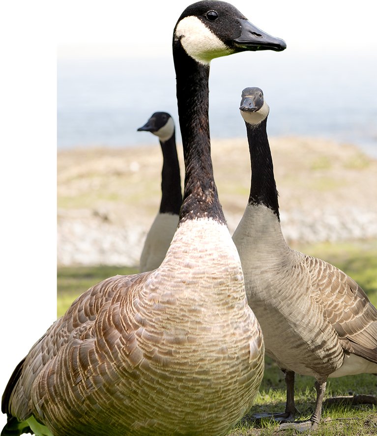 How To Get Rid Of Geese - Geese (767x887), Png Download