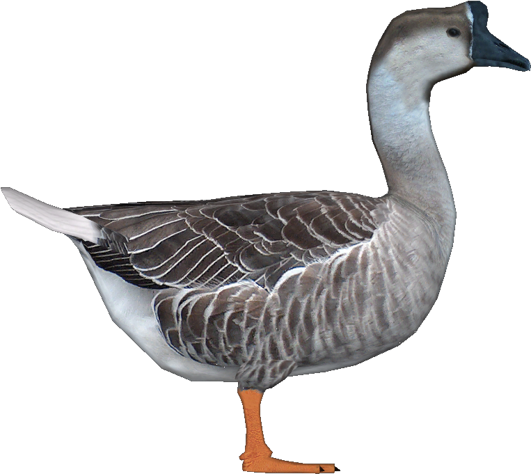 Goosechinese Jimmyzhoopz - Swan Zoo Tycoon 2 (814x725), Png Download