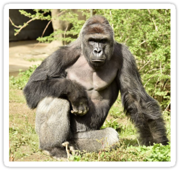 Harambe - Raindrop Drop Top Memes Harambe (375x360), Png Download