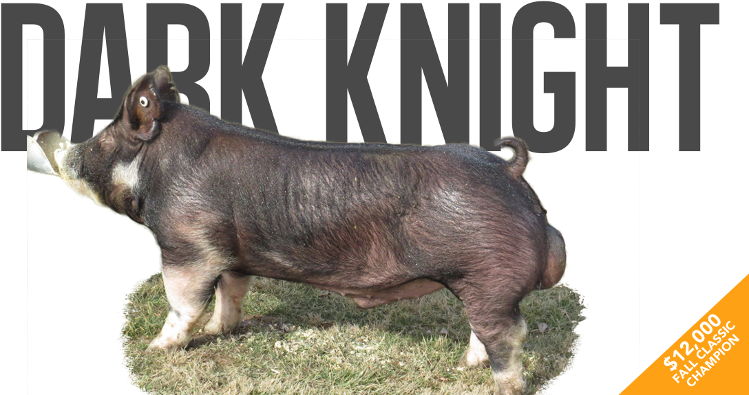 Main Attraction - Warthog (1131x576), Png Download
