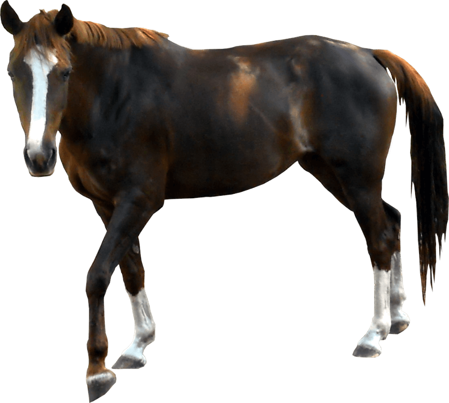 Horse With Clear Background (900x809), Png Download