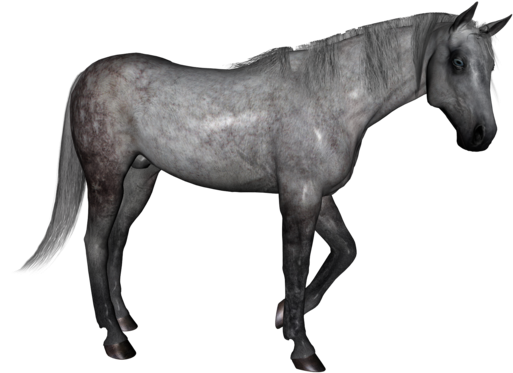 Share This Image - Horse (580x600), Png Download