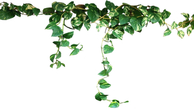 Panda Emoji Edit 🐼 Please Do - Transparent Plants (640x360), Png Download
