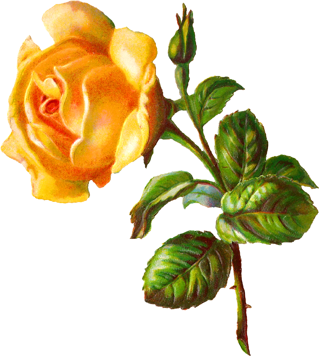 Go To Image - Rose Flower Digital (1106x1234), Png Download