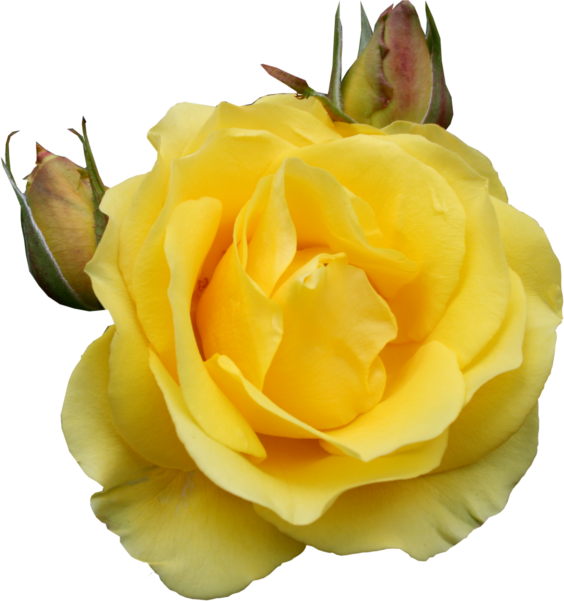 Yellow Roses Png (2000x2137), Png Download