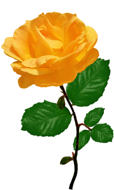 Red Red Rose Clipart - Orange Rose Clipart (494x655), Png Download