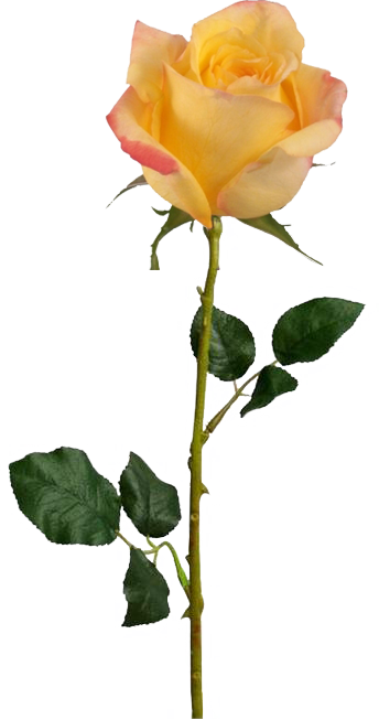 A Moment Will Occur Sometimes When Something Magical - Valentine's Day Rose Long Stem (344x653), Png Download