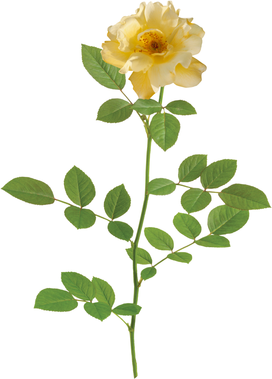 The Lemon Drift® Rose - Rose (1000x1331), Png Download