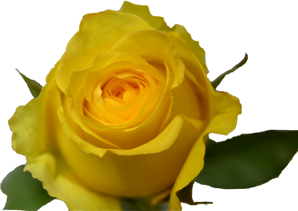 Yellow (1000x714), Png Download