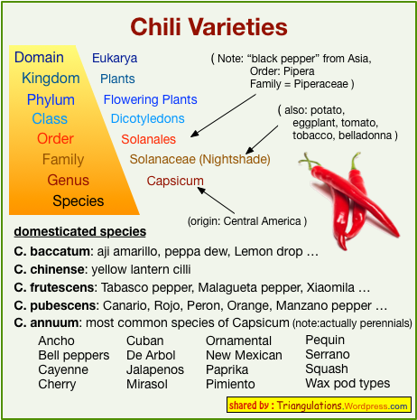 Chili Vs Pepper - Chili Pepper Taxonomic Classification (479x481), Png Download