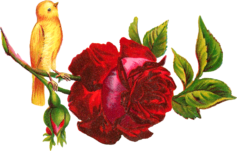 Yellow Rose Clipart Red - Clip Art (1168x748), Png Download