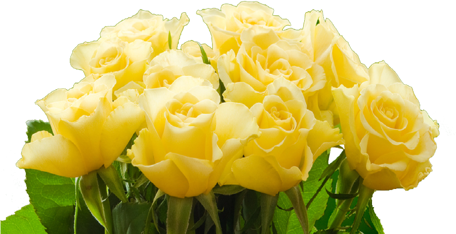 More Than Roses - Transparent Png Yellow Rose (900x600), Png Download